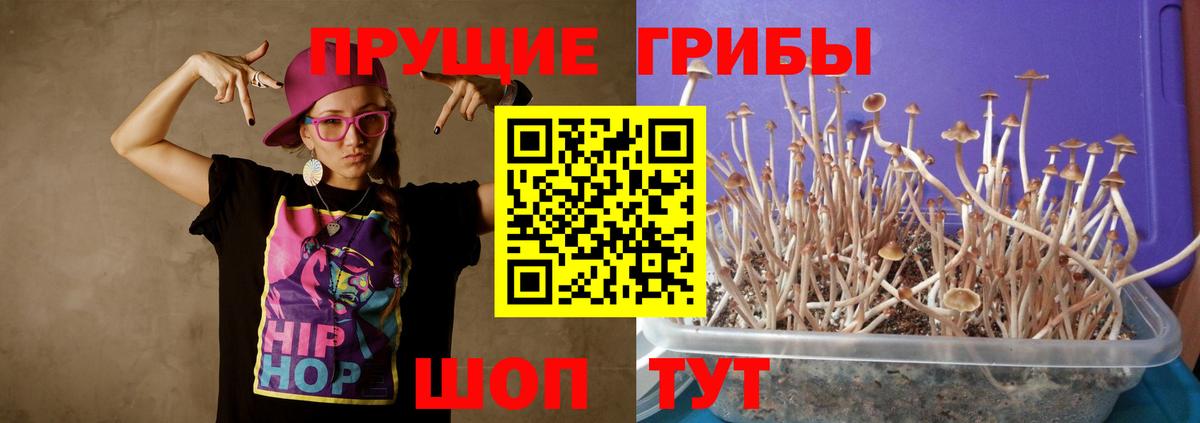 Псилоцибиновые грибы Cubensis Копейск